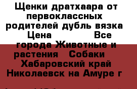 Щенки дратхаара от первоклассных  родителей(дубль вязка) › Цена ­ 22 000 - Все города Животные и растения » Собаки   . Хабаровский край,Николаевск-на-Амуре г.